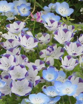 Photo, nemophila, macrata, purple spot, 