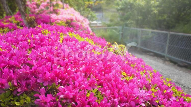 風景　道沿いのツツジ 風景,花,ピンクの写真素材
