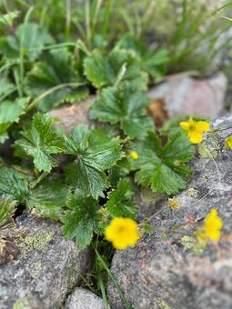 山の花 山の花の写真