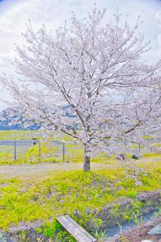 桜 桜の写真