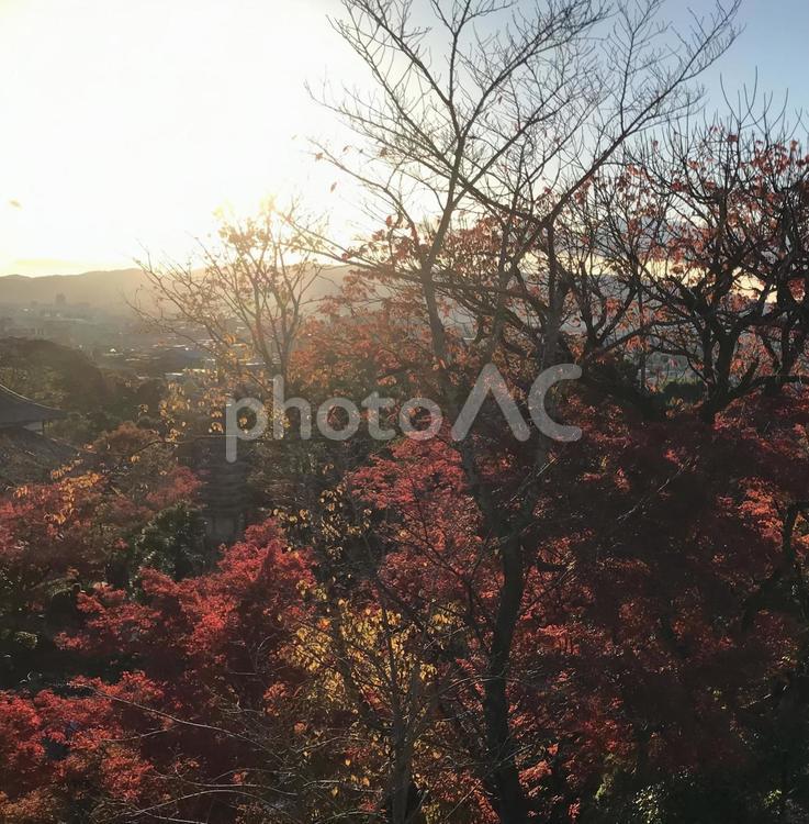 秋の風景 夕日,日差し,自然の写真素材