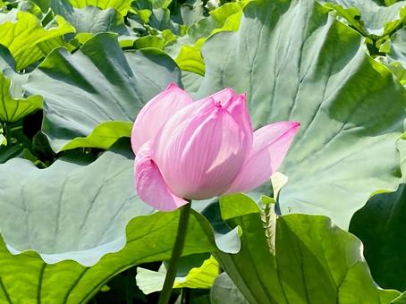 ハス ハス ハス,蓮,花びらの写真素材