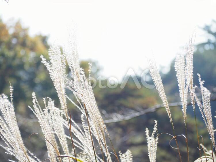 すすきの風景 すすき,秋,森林の写真素材