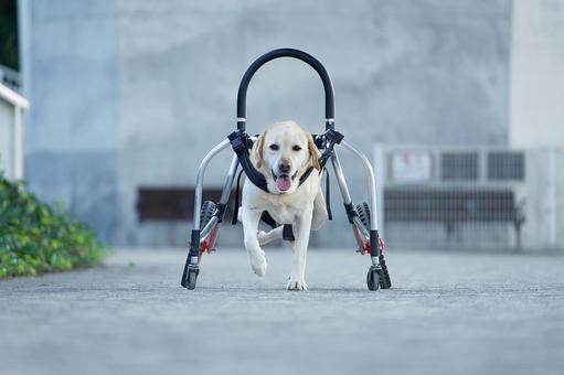 Walking in a wheelchair (Labrador), JPG