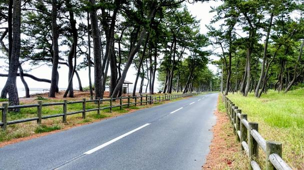 さつき松原の松林遊歩道 さつき松原の松林遊歩道 さつき松原,宗像市,遊歩道の写真素材