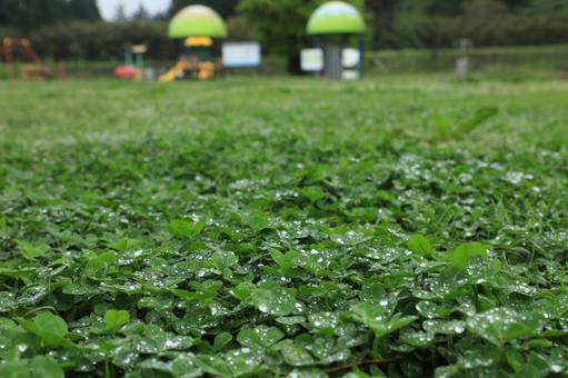 雨に濡れる公園のクローバー 雨に濡れる公園のクローバー 公園,クローバー,自然の写真素材