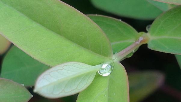 水をはじく葉っぱ 水滴がついた植物 水をはじく葉っぱ 水滴がついた植物の写真