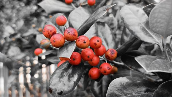 秋の実り 自然,散策,秋の写真素材