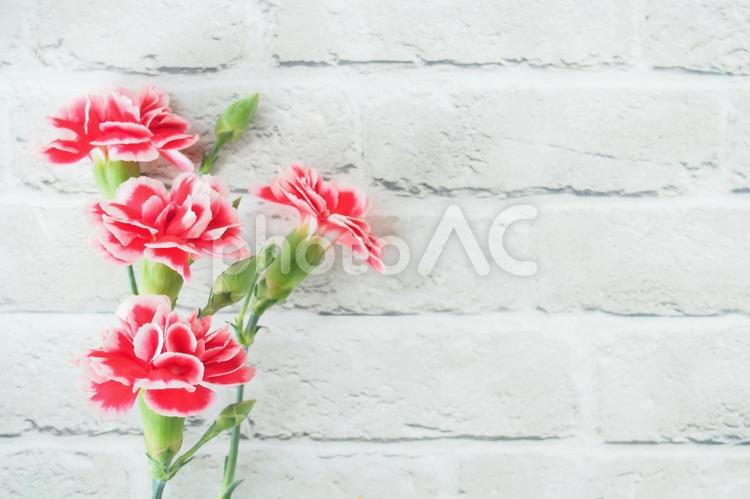 母の日のカーネーションのイメージ カーネーション,母の日,レターの写真素材