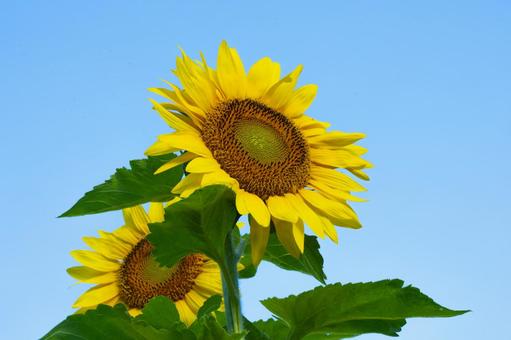 黄色が綺麗なヒマワリの花 黄色が綺麗なヒマワリの花 ひまわり,向日葵,夏の写真素材