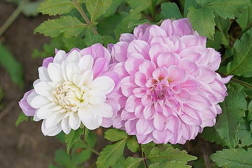 宝塚ダリア園　秋　ダリア777　マジック 宝塚市,宝塚ダリア園,ダリアの写真素材