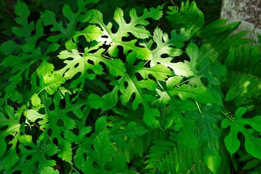 日に照らされる葉っぱ 日に照らされる葉っぱの写真