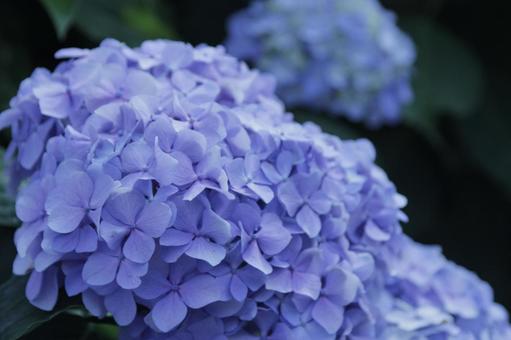 梅雨の季節 紫陽花 梅雨の季節 紫陽花の写真