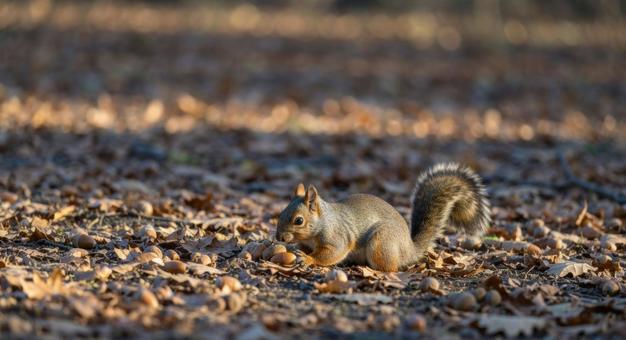 地面に落ちたどんぐりを集めるかわいいリス 地面に落ちたどんぐりを集めるかわいいリスの写真
