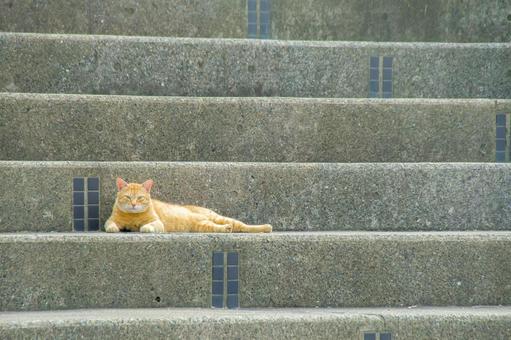 猫の怪談 猫の怪談の写真
