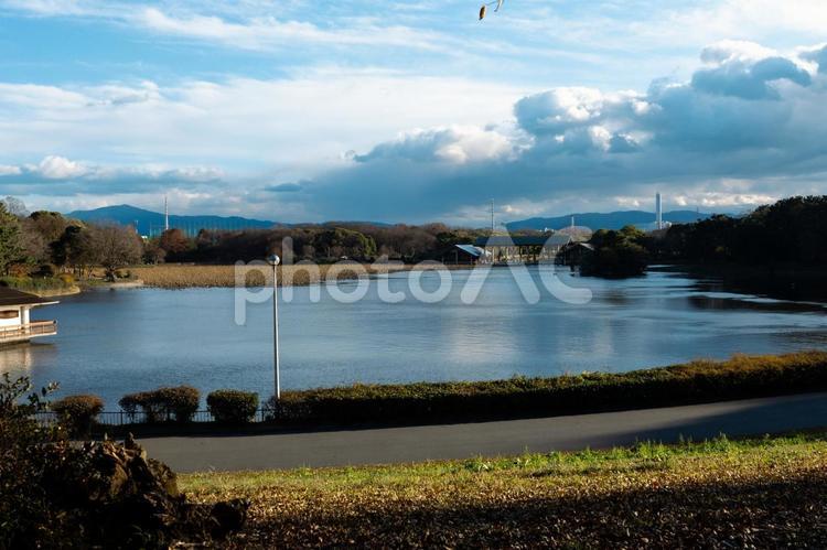 公園の大きな池 公園,池,大きな池の写真素材