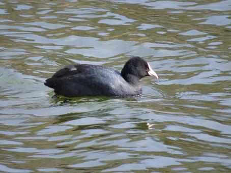 Photo, oh van, daxi, bird, 