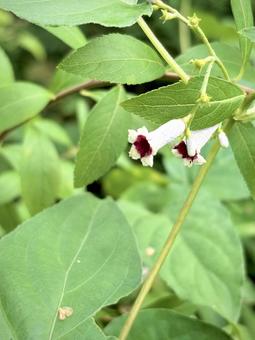 ヘクソカズラの花 03 ヘクソカズラの花 03 屁糞葛,ヘクソカズラ,花の写真素材