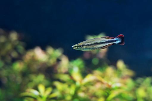 マダガスカルレインボー マダガスカルレインボー マダガスカルレインボー,レインボーフィッシュ,水族館の写真素材