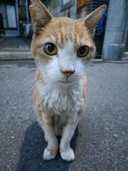 ネコ ネコ ねこ,地域ねこ,耳カットの写真素材