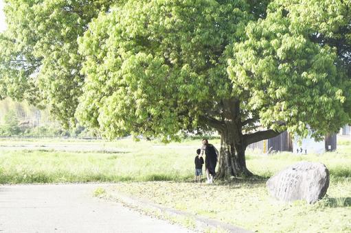 大樹の下で語らう親子 大樹の下で語らう親子 親子,親子連れ,親子写真の写真素材
