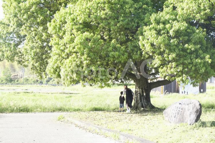 大樹の下で語らう親子 親子,親子連れ,親子写真の写真素材