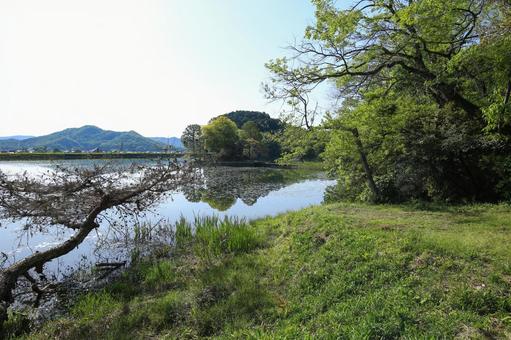 Photo, shuhin shrine, a shrine, trees, 
