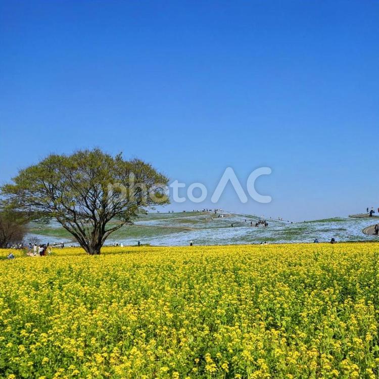 菜の花＆ネモフィラ・ひたち海浜公園・茨城 春,菜の花,ネモフィラの写真素材