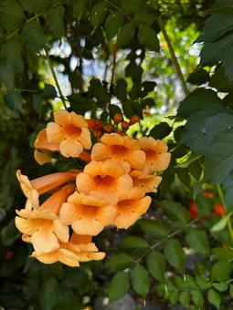 ノウゼンカズラ ノウゼンカズラ 花,植物,園芸の写真素材