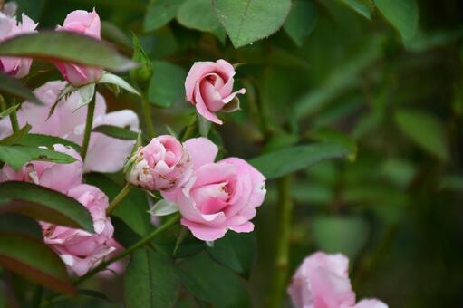 パステルピンクの薔薇 花,植物,風景の写真素材