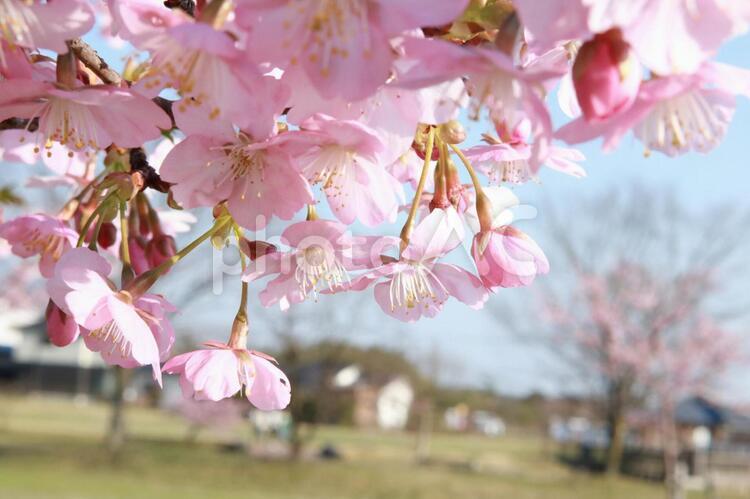 桜　さくら　サクラ　公園　家並み 桜,さくら,サクラの写真素材