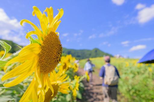 元気に咲くひまわり 夏の太陽のような存在 元気に咲くひまわり 夏の太陽のような存在の写真