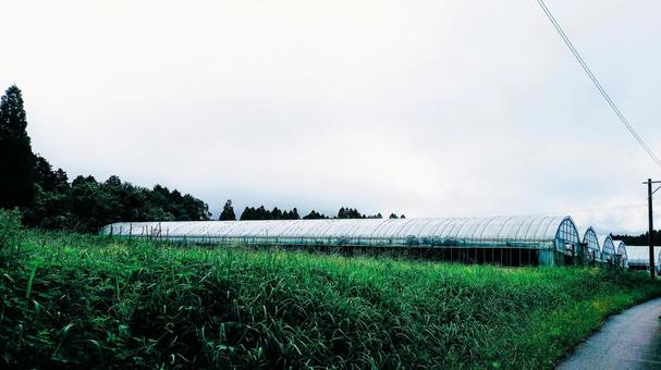 ビニールハウス(側面から) ビニールハウス(側面から)の写真
