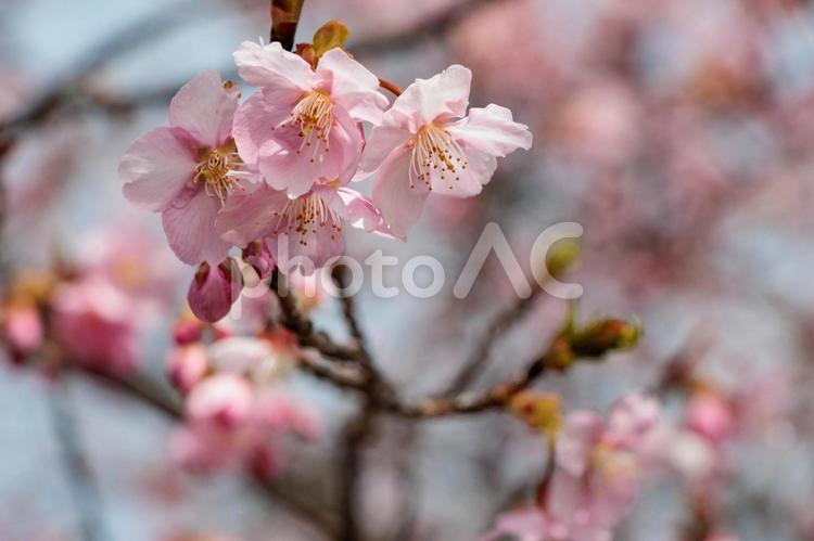 ピンク色の河津桜の花が咲いています 花,春,ピンクの写真素材