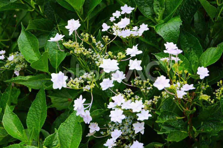 白い山アジサイ 紫陽花,あじさい,白の写真素材