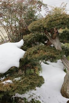 冬の田舎の風景。緑の木と雪 冬の田舎の風景。緑の木と雪の写真