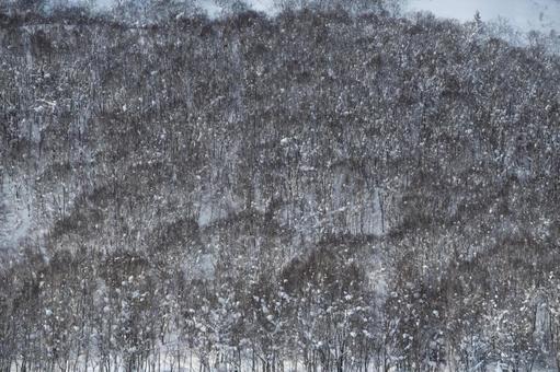 雪が枝に描く深い森の静かなるテクスチャ 雪化粧,雪景色,密林の写真素材