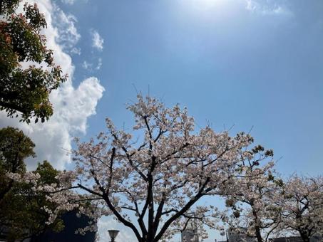桜と青空 桜と青空の写真