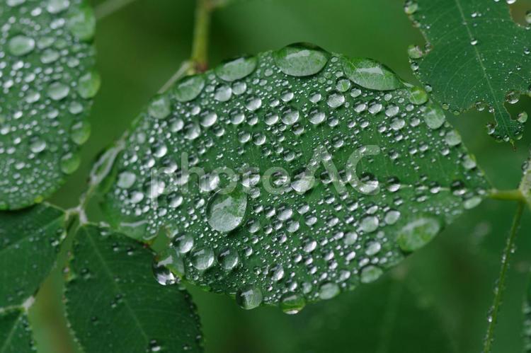 雨に濡れた葉っぱたち 葉っぱ,葉,雨の写真素材