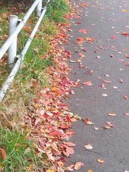 落ち葉の散歩道 落ち葉,紅葉,散歩道の写真素材