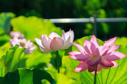 蓮の花 蓮の花の写真