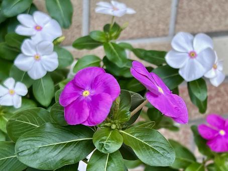 街のお花 ニチニチソウ 街のお花 ニチニチソウの写真