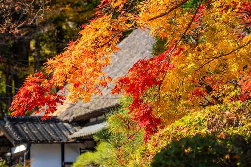 佐々木家住宅の秋景色⑺ 晩秋,紅葉,モミジの写真素材