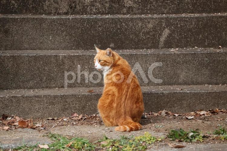 階段の手前で立ち止まる茶色い野良猫 猫,茶色,階段の写真素材
