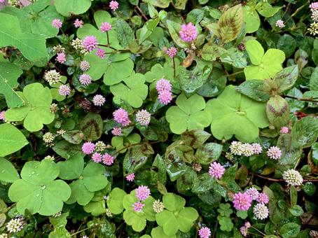 クローバーとヒメツルソバの写真