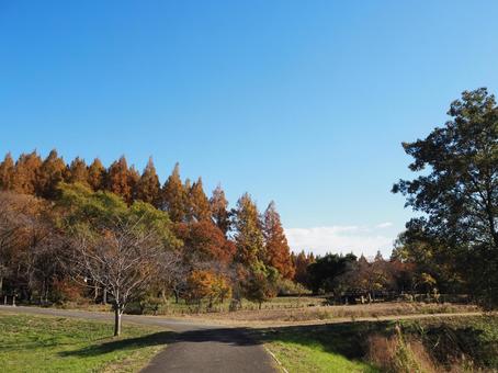 水元公園の紅葉・オレンジ色の木々・葛飾区の写真