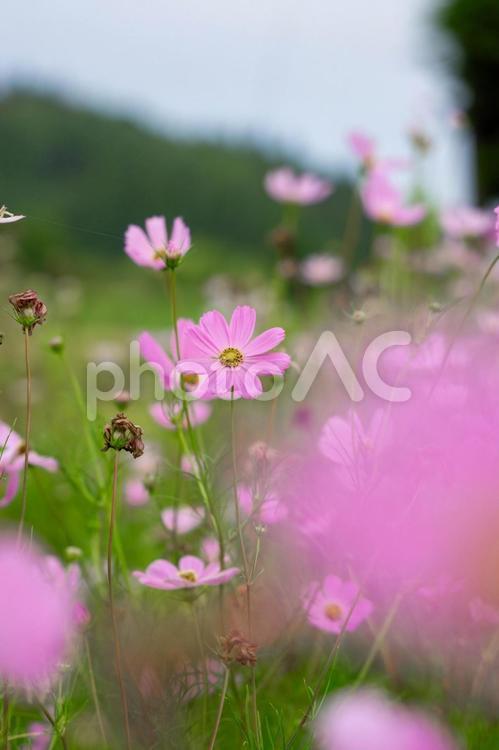 コスモスの花のある風景 コスモス,秋桜,花の写真素材