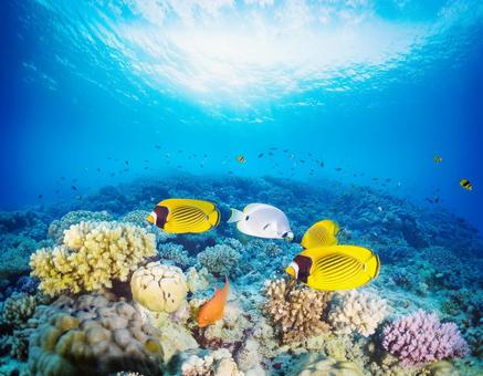 海で泳ぐカラフルな熱帯魚 海で泳ぐカラフルな熱帯魚の写真