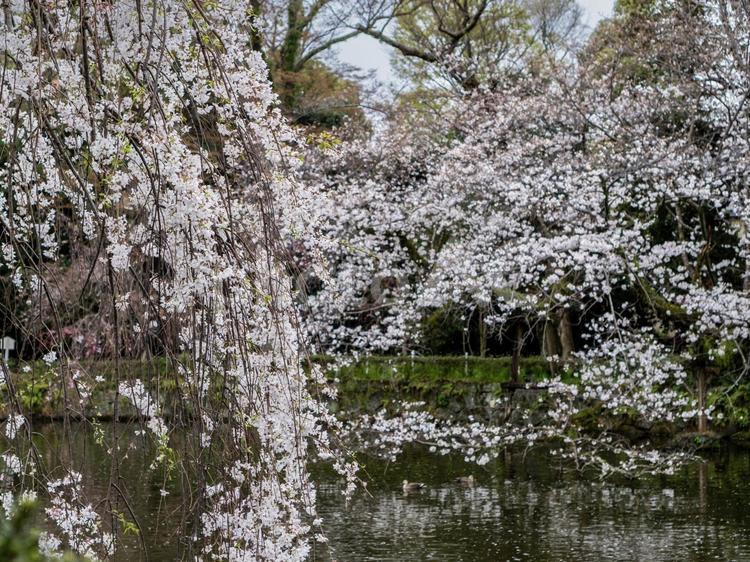 静岡県の華やかなしだれ桜 しだれ桜,桜,お花の写真素材