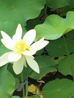 Gracefully blooming lotus flower, JPG Gracefully blooming lotus flower, JPG
